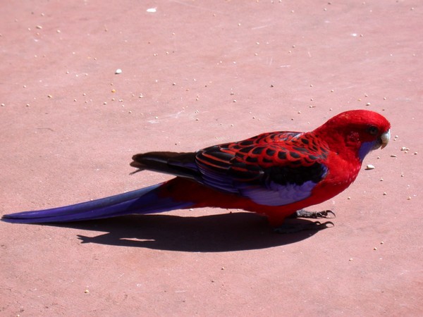 Crimson Rosella